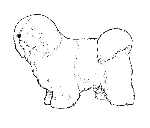 UKC Breed Standards: Coton De Tulear