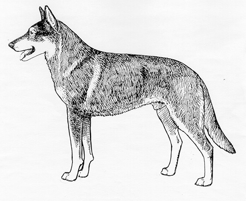 UKC Breed Standards: Czechoslovakian Vlcak