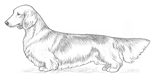 UKC Breed Standards: Dachshund (Long-Haired)