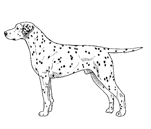 UKC Breed Standards: Dalmatian