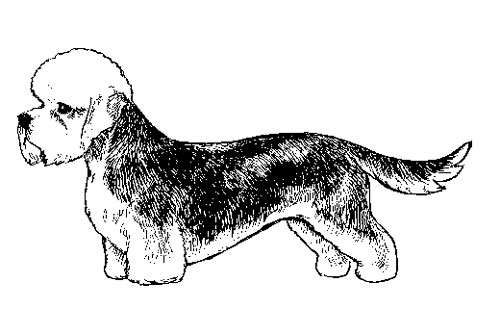 UKC Breed Standards: Dandie Dinmont Terrier