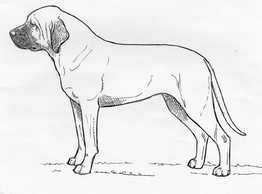 UKC Breed Standards: Danish Broholmer