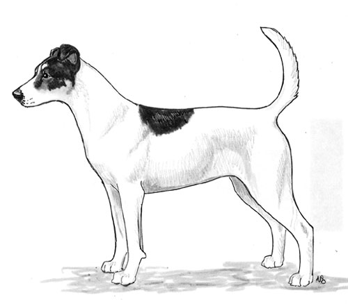 UKC Breed Standards: Danish Swedish Farmdog