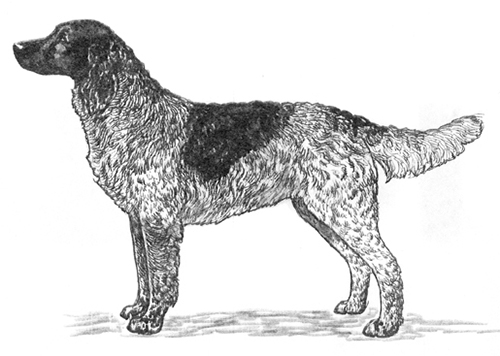 UKC Breed Standards: Deutscher Wachtelhund