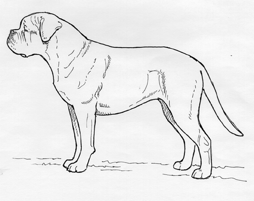 UKC Breed Standards: Dogue de Bordeaux