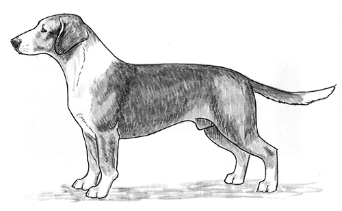 UKC Breed Standards: Drever