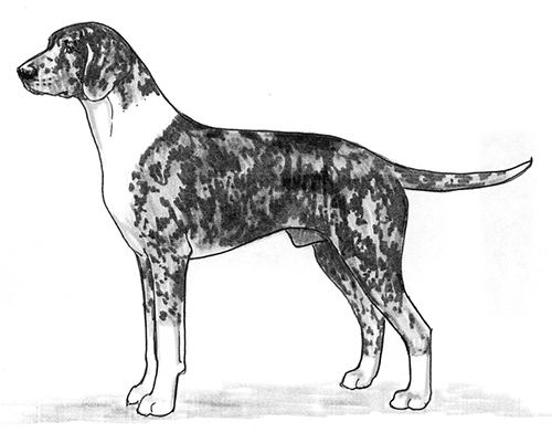 UKC Breed Standards: Dunker