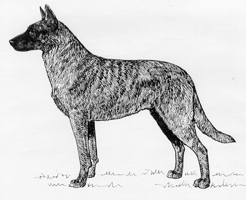 UKC Breed Standard: Dutch Shepherd