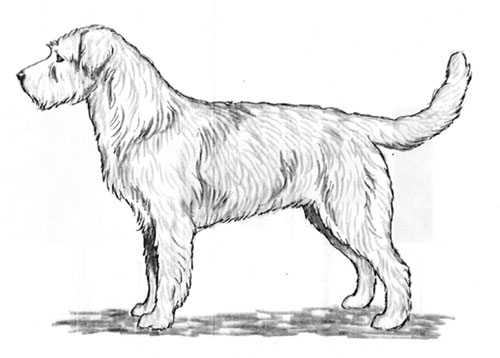 UKC Breed Standards: Dutch Smoushond