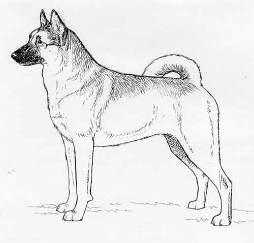 UKC Breed Standards: East Siberian Laika