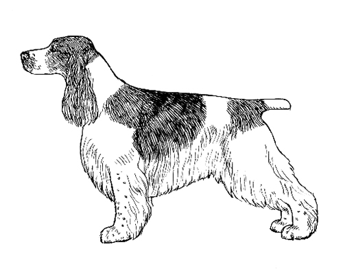 English cocker spaniel with hot sale tail