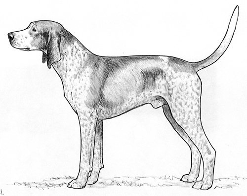 english coon dog