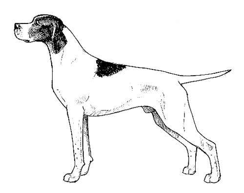 UKC Breed Standards: English Pointer