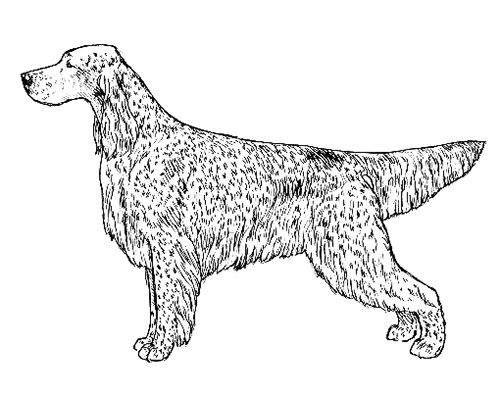 UKC Breed Standards: English Setter