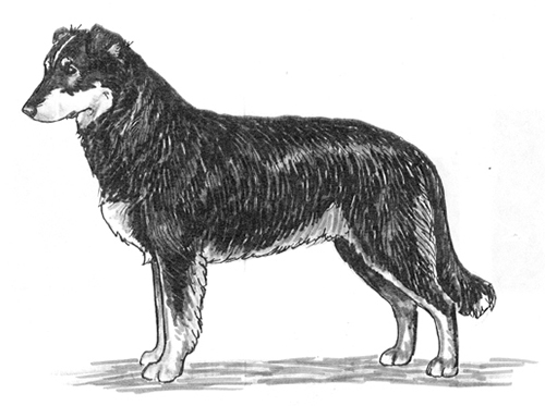 UKC Breed Standards: English Shepherd