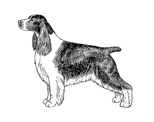 UKC Breed Standards: English Springer Spaniel