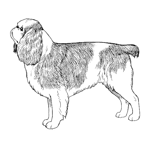 Breed Standards English Toy Spaniel