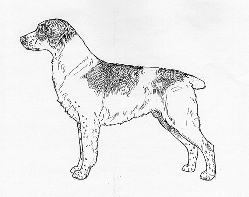 UKC Breed Standards: Epagneul Breton