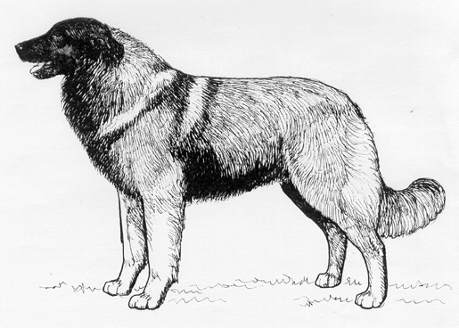 UKC Breed Standards: Estrela Mountain Dog