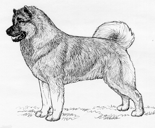 UKC Breed Standards: Eurasier