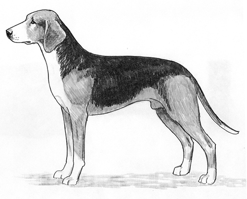 UKC Breed Standards: Finnish Hound