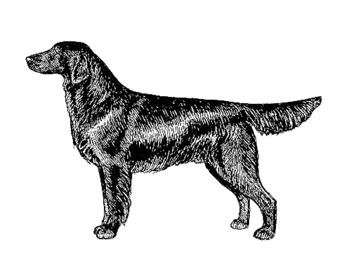 UKC Breed Standards: Flat Coasted Retriever