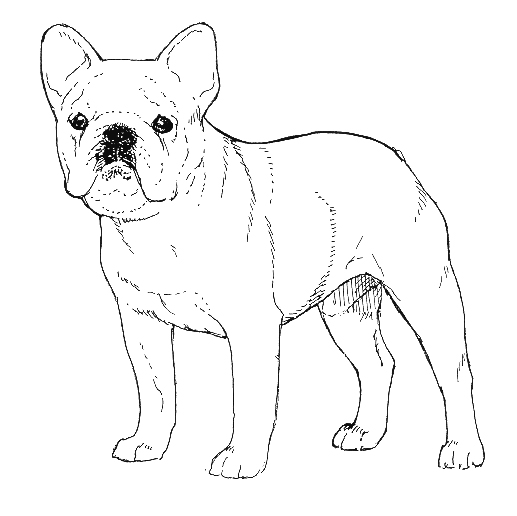 UKC Breed Standard: French Bulldog