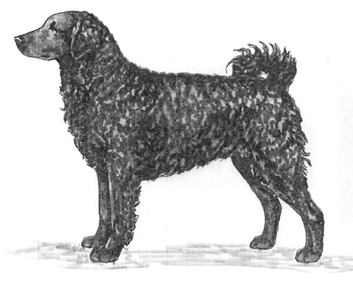 UKC Breed Standards: Frisian Water Dog