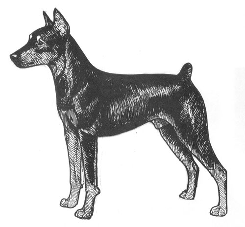 UKC Breed Standards: German Pinscher