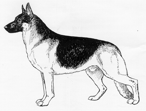 UKC Breed Standards: German Shepherd