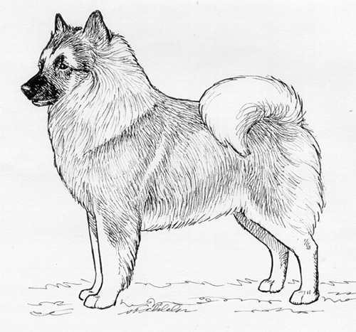 UKC Breed Standards: German Spitz