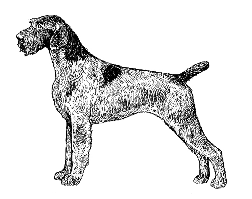 german wirehaired pointer akc