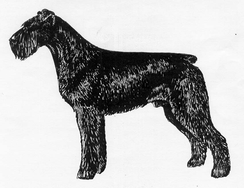 UKC Breed Standards: Giant Schnauzer