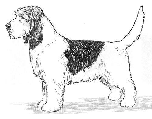 UKC Breed Standards: Grand Basset Griffon Vendeen