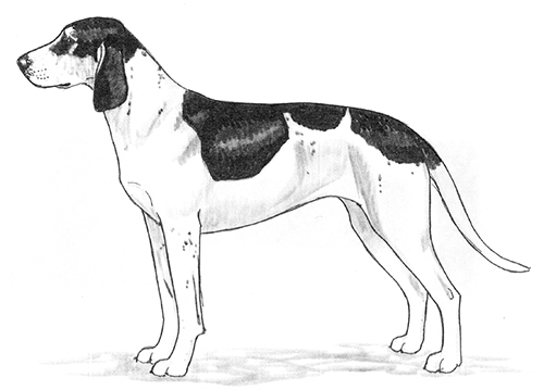 UKC Breed Standards: Grand Gascon-Saintongeois