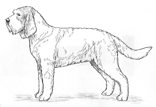 UKC Breed Standards: Grand Griffon Vendeen