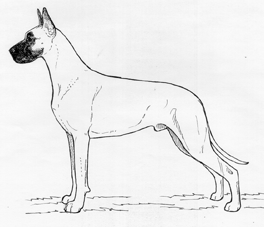 great dane standard