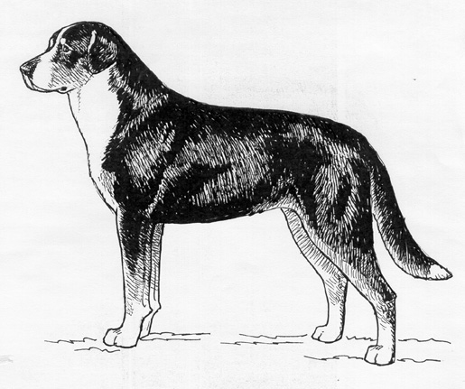 greater swiss mountain dog height