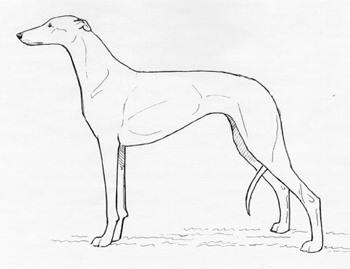 UKC Breed Standards: Greyhound