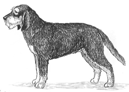 UKC Breed Standards: Griffon Nivernais