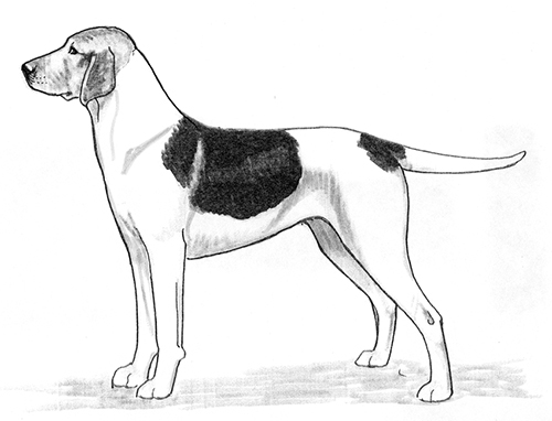 UKC Breed Standards: Haldenstover (Halden Hound)