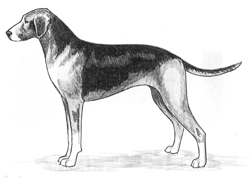 UKC Breed Standards: Hamiltonstovare (Hamilton Hound)