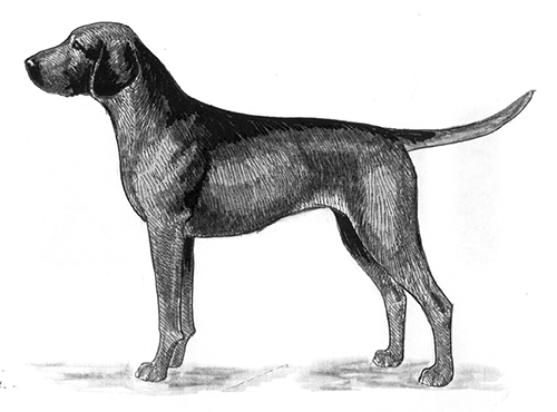 UKC Breed Standards: Hanoverian Hound