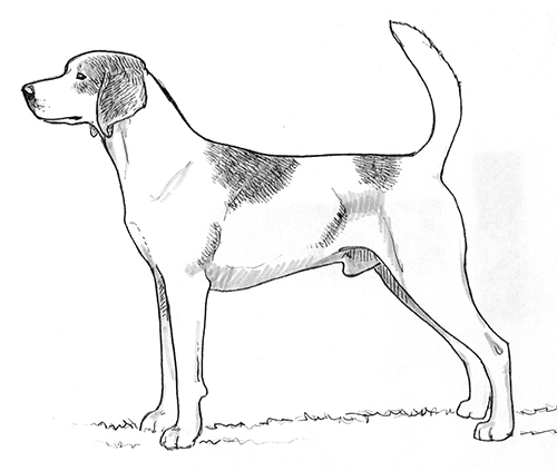 UKC Breed Standards: Harrier