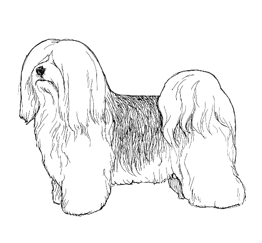 UKC Breed Standards: Havanese