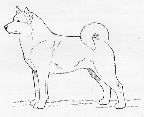 UKC Breed Standards: Hokkaido (Ainu)