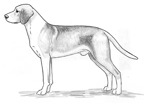 UKC Breed Standards: Hygen Hound