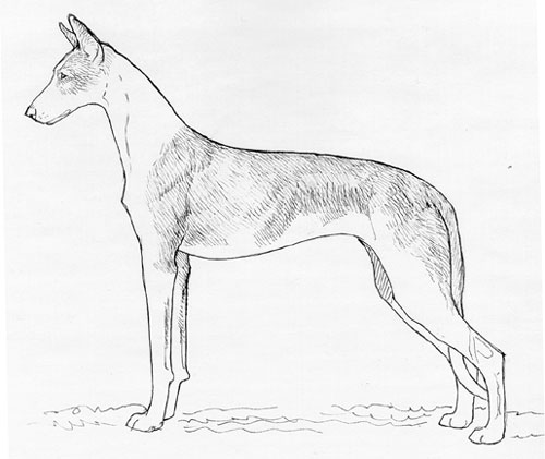 UKC Breed Standards: Ibizan Hound