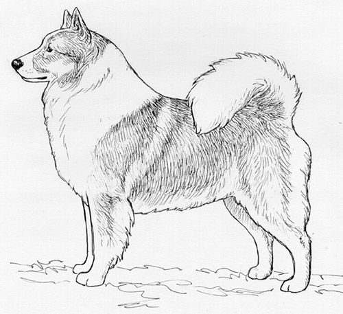 UKC Breed Standards: Icelandic Sheepdog (Long Hair)