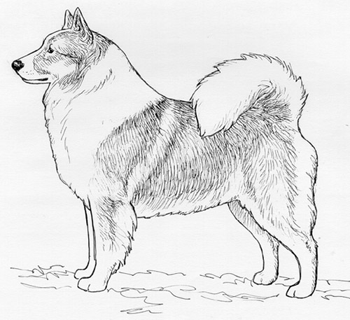 UKC Breed Standards: Icelandic Sheepdog (Long Hair)